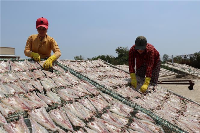 Photo: Drying fish at Vam Lang village. VNA Photo: Huu Chi