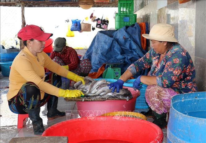 Photo: Processing fish for drying at Vam Lang village. VNA Photo: Huu Chi