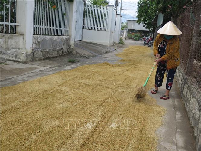 Trong ảnh: Mỗi vụ lúa, bình quân người dân thu hoạch từ 7 - 9 tạ/ sào, tạo nguồn thu ổn định cho người dân. Ảnh: Phan Sáu - TTXVN