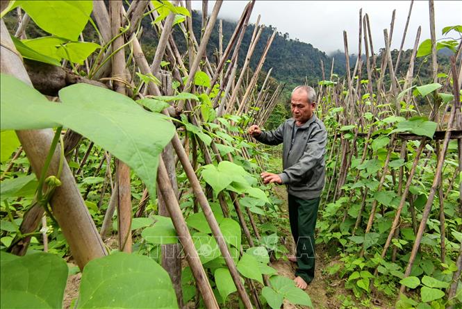 Trong ảnh: Nhiều hộ dân tham gia Hợp tác xã trồng rau an toàn Khe Nhinh đã mạnh dạn chuyển từ trồng lúa sang trồng rau cho thu nhập cao gấp 3-4 lần. Ảnh: Văn Tý-TTXVN
