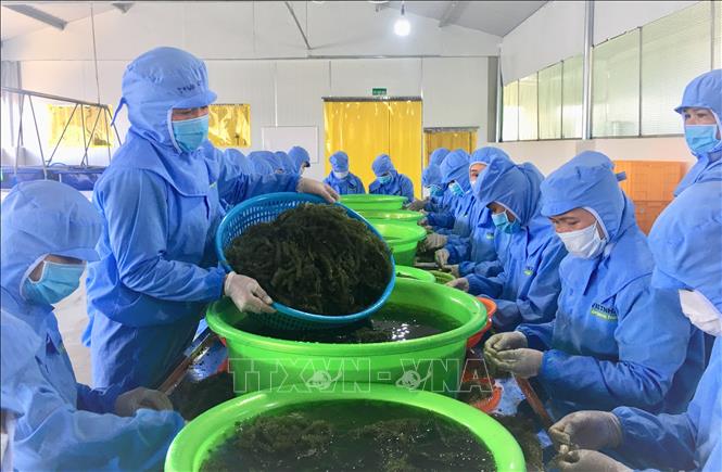Photo: Sea grape cultivated in Khanh Hoa province is exported to the US and Japan. VNA Photo: Thanh Van