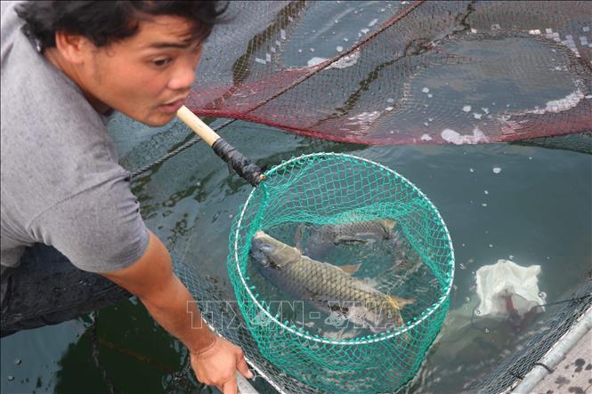 Hướng dẫn cách nuôi cá chép giòn đạt hiệu quả