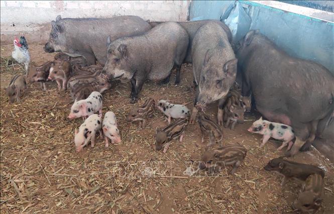 Trong ảnh: Đàn heo sọc dưa giúp anh Lưu Hồng Nam (thôn Đăk Wei, xã Đăk Pxi, huyện Đăk Hà) thu về gần 100 triệu đồng tiền bán giống mỗi năm. Ảnh: Dư Toán – TTXVN