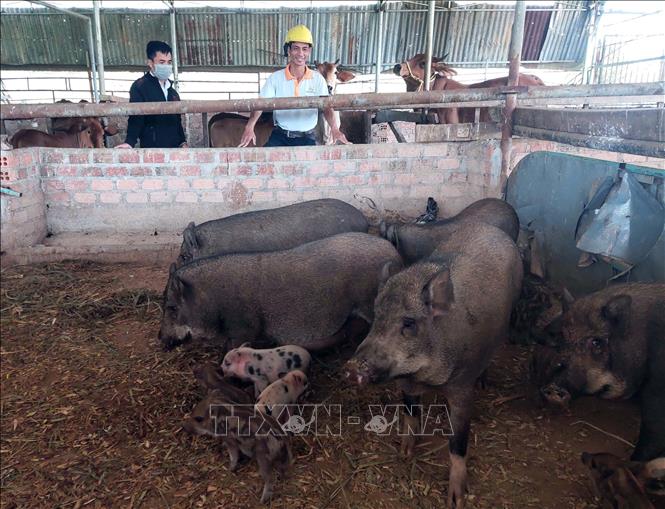 Trong ảnh: Đàn heo sọc dưa giúp anh Lưu Hồng Nam (thôn Đăk Wei, xã Đăk Pxi, huyện Đăk Hà) thu về gần 100 triệu đồng tiền bán giống mỗi năm. Ảnh: Dư Toán – TTXVN