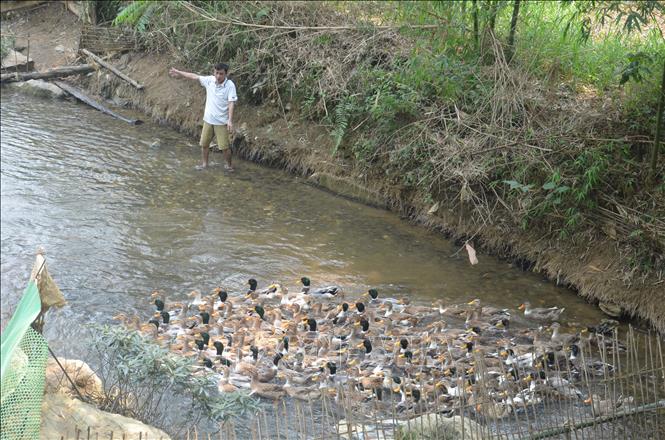 Trong ảnh: Khí hậu quanh năm mát mẻ, nguồn thức ăn tự nhiên phong phú như ốc suối, cá nhỏ, tôm tép... đã tạo ra môi trường lý tưởng cho vịt Cổ Lũng sinh sống và phát triển. Ảnh: Khiếu Tư -TTXVN
