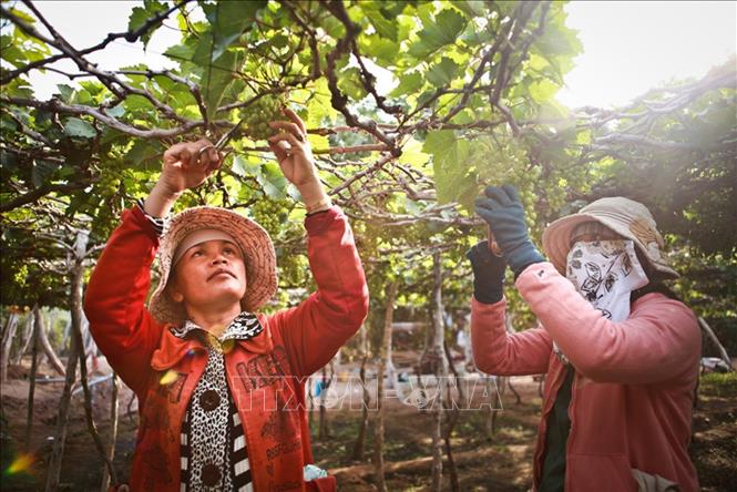 Nho là loại cây trồng đặc thù của Ninh Thuận, có hiệu quả kinh tế cao hơn so với các loại cây trồng khác trên cùng diện tích canh tác, hằng năm mang lại nguồn thu nhập đáng kể cho người sản xuất. Ảnh: Trọng Đạt – TTXVN