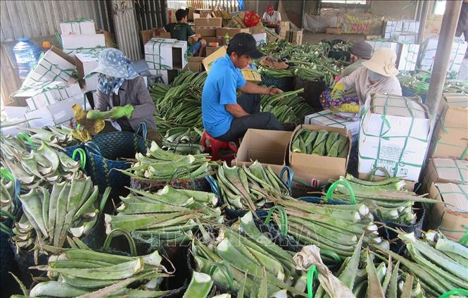 Tận dụng thời tiết nắng nhiều và đảm bảo nguồn nước tưới, nhiều hộ nông dân ở Ninh Thuận trồng nha đam, thu lãi hàng chục triệu đồng mỗi tháng. Ảnh: Nguyễn Thành - TTXVN