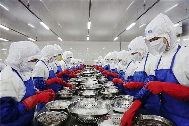 Nông nghiệp của Ninh Thuận có bước chuyển mình vượt trội khi vươn mình ra “sân chơi” quốc tế. Ninh Thuận đã xuất khẩu lô tôm đông lạnh đầu tiên sang một số nước châu Âu theo Hiệp định EVFTA. Trong ảnh: Chế biến tôm đông lạnh xuất khẩu sang thị trường Châu Âu theo Hiệp định EVFTA tại nhà máy của Công ty TNHH Thông Thuận trong Khu công nghiệp Thành Hải, thành phố Phan Rang - Tháp Chàm (Ninh Thuận). Ảnh: Công Thử - TTXVN