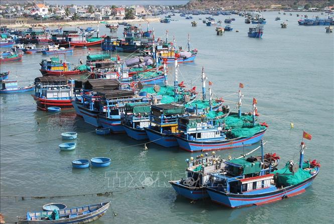 Xác định khai thác hải sản là một trong những ngành quan trọng trong phát triển kinh tế biển, Ninh Thuận đã và đang tập trung phát triển nghề cá theo hướng hiện đại, bền vững. Trong ảnh: Tàu cá của ngư dân neo đậu tại Đầm Nại (huyện Ninh Hải). Ảnh: Nguyễn Thành – TTXVN