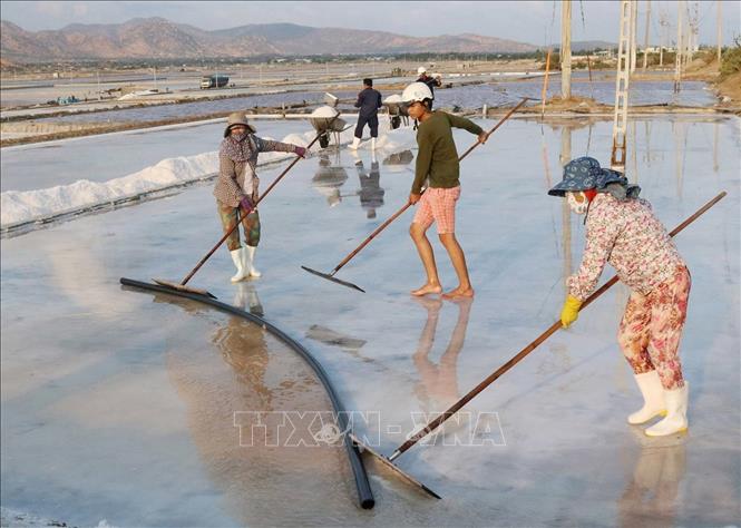 5 năm trở lại đây, Ninh Thuận đã có bước phát triển đột phá trong nhiều lĩnh vực. Tốc độ tăng GRDP bình quân đạt 10,2%/năm. Trong ảnh: Diêm dân huyện Ninh Hải thu hoạch muối. Ảnh: Nguyễn Thành – TTXVN
