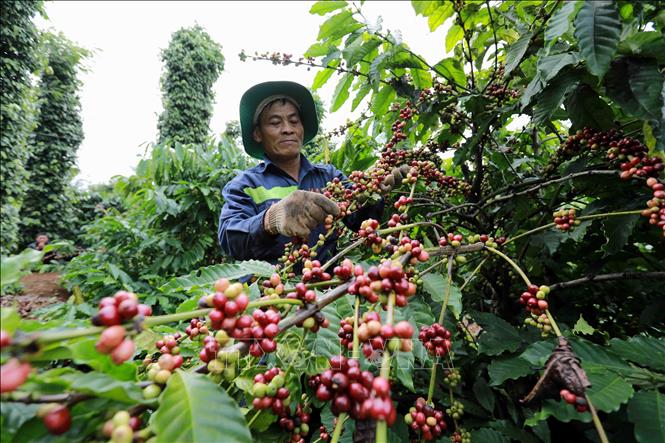 Coffee exports fall by over 11 percent in Q1 - VNA Photos - Vietnam ...