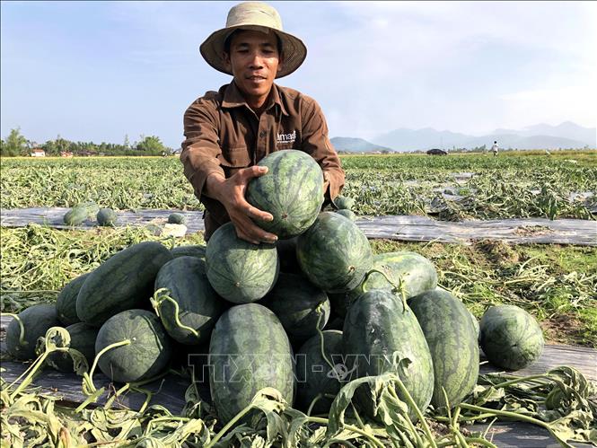 Trong ảnh: Nông dân thu hoạch dưa hấu bán cho thương lái. Ảnh: Lê Ngọc Phước - TTXVN