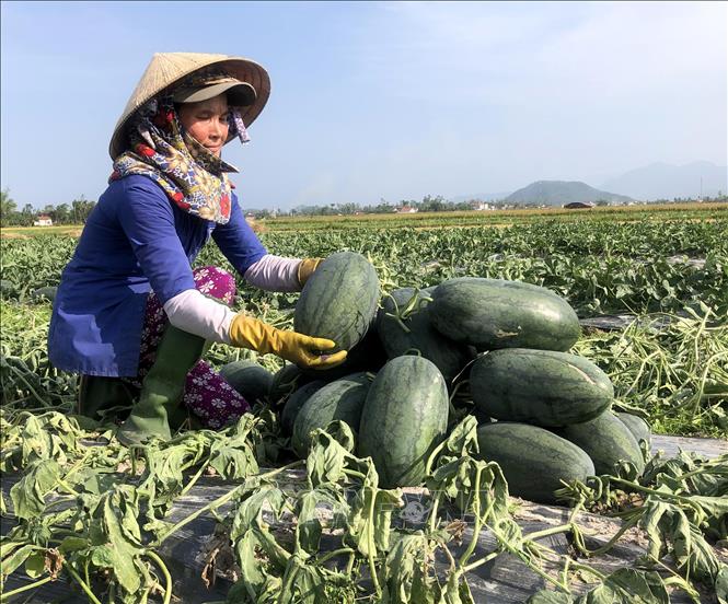 Trong ảnh: Nông dân thu hoạch dưa hấu bán cho thương lái. Ảnh: Lê Ngọc Phước - TTXVN
