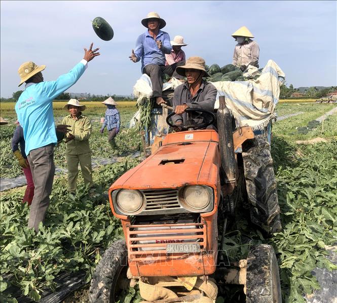 Trong ảnh: Nông dân thu hoạch dưa hấu bán cho thương lái. Ảnh: Lê Ngọc Phước - TTXVN
