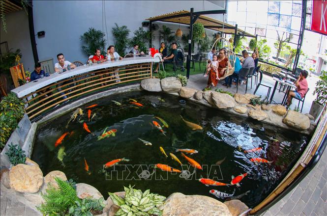 Trong ảnh: Một điểm tham quan cá Koi miễn phí cho người dân, du khách tại quận Sơn Trà của anh Trần Thướt Vỹ. Ảnh: Trần Lê Lâm - TTXVN 