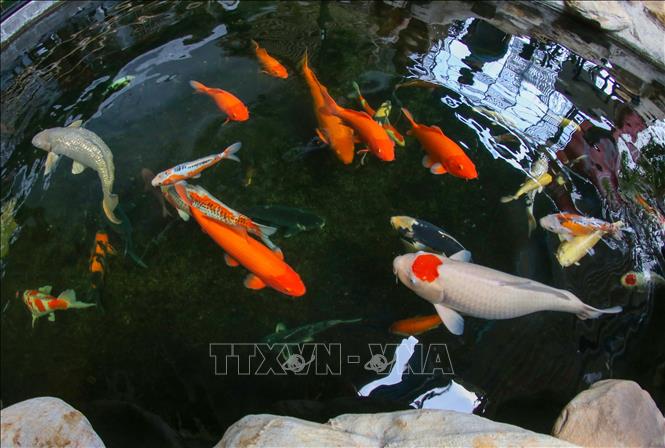 Trong ảnh: Cá Koi có màu sắc đẹp, độc lạ với kích thước lớn có giá trị hàng trăm triệu đồng được trưng bày, giới thiệu miễn phí để người dân, du khách tham quan. Ảnh: Trần Lê Lâm - TTXVN 