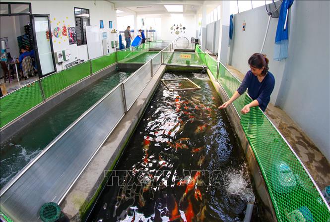 Trong ảnh: Một góc trang trại nuôi cá Koi của anh Trần Thướt Vỹ tại quận Cẩm Lệ. Ảnh: Trần Lê Lâm - TTXVN 