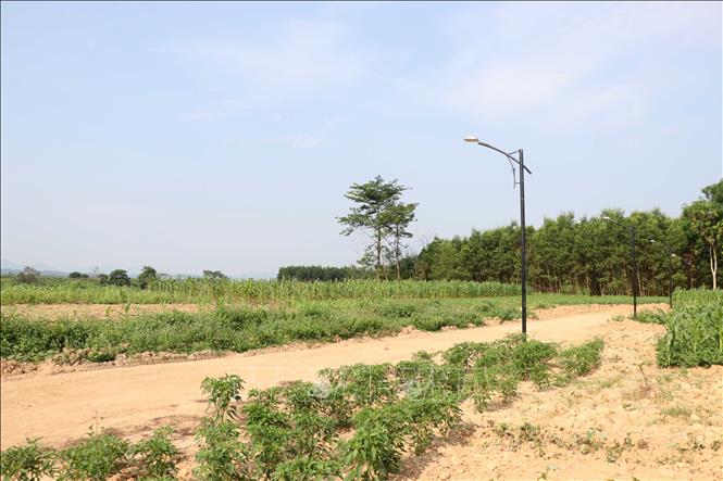 Trong ảnh: Môt khu đất ở xã Cam Thủy, huyện Cam Lộ được phân lô bán nền nhưng chưa có nhà ở nên người dân tận dụng trồng hoa màu. Ảnh: Nguyên Lý-TTXVN
