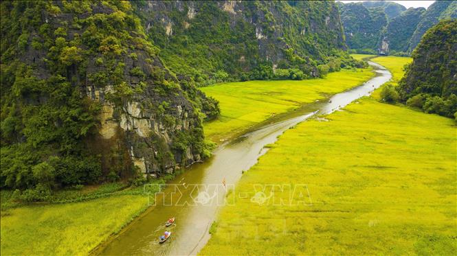 Từ giữa tháng 5, cánh đồng lúa ở Tam Cốc ( xã Ninh Hải, Hoa Lư, Ninh Bình) bắt đầu chín rộ. Đây cũng là thời điểm khu du lịch nổi tiếng ở Ninh Bình đẹp nhất trong năm, thu hút nhiều du khách đến tham quan. Mùa lúa chín, hai bên bờ sông Ngô Đồng vàng rực, dài như dải lụa tạo nên vẻ đẹp say đắm lòng người. Đến với Tam Cốc mùa này, du khách sẽ được ngắm “sắc vàng mê hồn” đẹp nhất trong năm ở cánh đồng lúa đẹp nhất Việt Nam. Tam Cốc nổi bật với cánh đồng lúa vàng đã được nhiều tờ báo và tạp chí nổi tiếng thế giới đăng tải hình ảnh về cánh đồng lúa đẹp bậc nhất ở Việt Nam. Vì thế điểm du lịch này mỗi năm đón hàng triệu lượt du khách quốc tế đến tham quan.