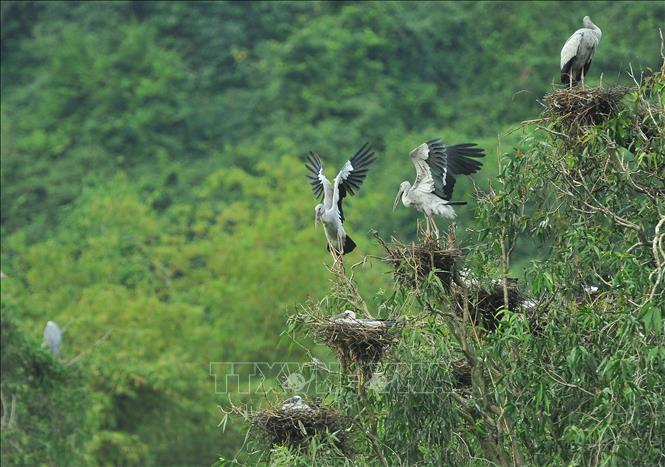 Trong ảnh: Vẻ đẹp của các loài chim tại vườn chim Thung Nham. Ảnh: Minh Đức – TTXVN