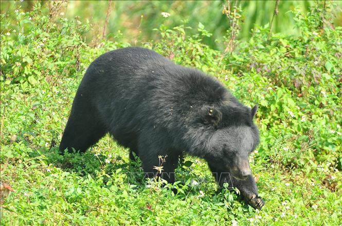Trong ảnh: Gấu được thả nuôi trong môi trường bán hoang dã tại trung tâm bảo tồn gấu Ninh Bình, nơi thu hút khá nhiều khách tham quan. Ảnh: Minh Đức – TTXVN