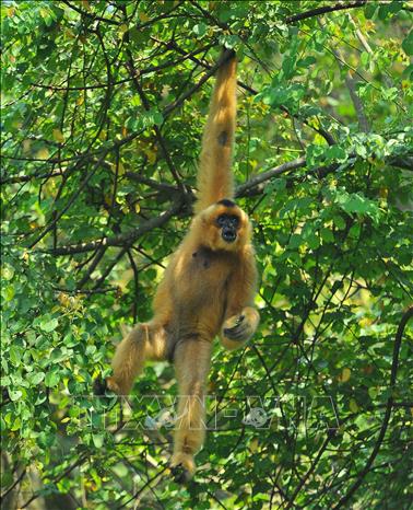 Trong ảnh: Trước khi thả hẳn về môi trường tự nhiên, các loại linh trưởng quý tại Trung tâm cứu hộ linh trưởng nguy cấp Cúc Phương sẽ được làm quen với môi trường bán hoang dã. Trung tâm cứu hộ linh trưởng nguy cấp Cúc Phương (Ninh Bình) hiện đang cứu hộ, nuôi giữ 198 cá thể thuộc 16 nhóm loài: voọc mông trắng, voọc Hà Tĩnh, chà vá chân xám và chà vá chân nâu, culi và vượn... Ảnh: Minh Đức – TTXVN