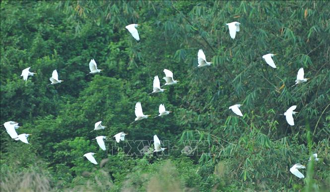 Trong ảnh: Từng đàn cò trắng bay rợp trời ở Thung Nham, đặc biệt khi hoàng hôn buông xuống, du khách sẽ cảm nhận được nét đẹp nguyên sơ kỳ thú của vùng đất này. Ảnh: Minh Đức – TTXVN