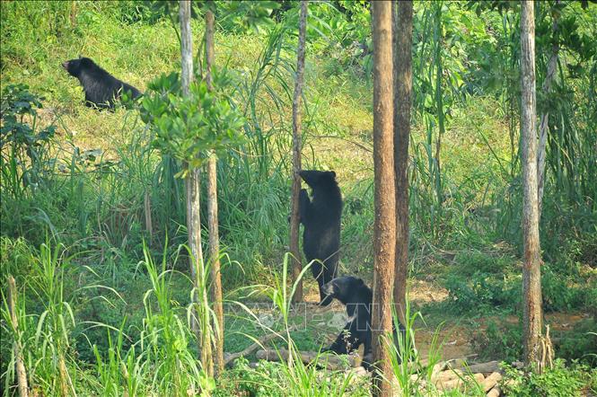 Trong ảnh: Gấu được thả nuôi trong môi trường bán hoang dã tại trung tâm bảo tồn gấu Ninh Bình, nơi thu hút khá nhiều khách tham quan. Ảnh: Minh Đức – TTXVN