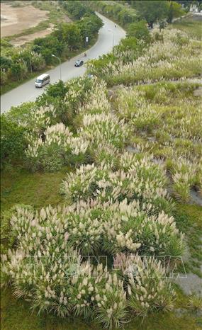 Khu du lịch sinh thái Tràng An (Ninh Bình) với vẻ đẹp của thiên nhiên tạo hóa, mỗi mùa lại mang một nét đẹp và dấu ấn rất riêng. Khi mùa đông đến, những cánh đồng hoa lau nở trắng bạt ngàn tô thêm sắc màu hoang sơ, thơ mộng làm say đắm du khách thập phương. Ảnh: Minh Đức – TTXVN