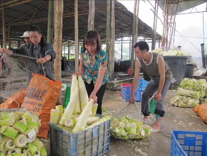Một điểm thu mua măng Bát Độ tại xã Kiên Thành, huyện Trấn Yên, tỉnh Yên Bái. Ảnh: Tiến Khánh - TTXVN

