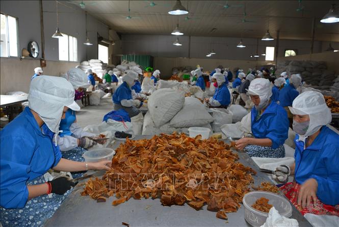 Sản phẩm măng Bát Độ Trấn Yên qua sơ chế đạt tiêu chuẩn về chất lượng xuất khẩu sang các thị trường Nhật Bản, Đài Loan... Ảnh: Tiến Khánh - TTXVN
