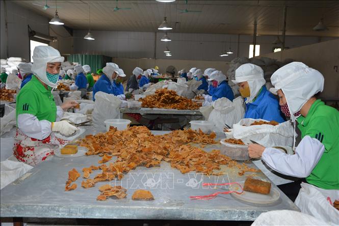 Nhờ liên kết theo chuỗi giá trị giữa người dân và doanh nghiệp nên măng tre Bát Độ thu hoạch đến đâu được bao tiêu đến đó. Ảnh: Tiến Khánh - TTXVN
