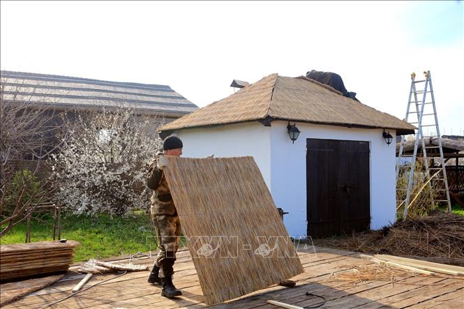 Trong ảnh: Những tấm liếp đan bằng cây vầu được người Cossack sử dụng làm tấm lợp mái nhà. Ảnh: Trần Hiếu - PV TTXVN tại Nga