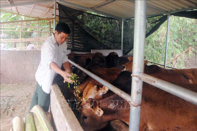 Người cựu chiến binh làm giàu từ mô hình chăn nuôi và trồng rừng  Phong  cách  Vietnam VietnamPlus