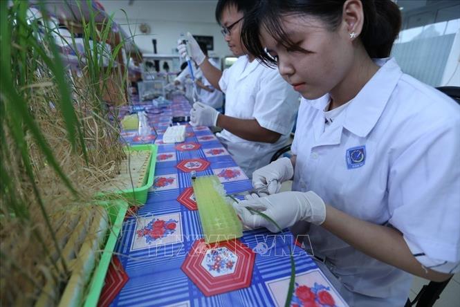 Cùng với lịch sử và sự phát triển của đất nước có những công trình mang đậm dấu ấn trí thức Việt trong lĩnh vực nghiên cứu ứng dụng là công sức của tập thể những người lao động Việt Nam để cống hiến âm thầm cho cộng đồng. Trong ảnh: Các kỹ sư nông nghiệp Viện lúa Đồng bằng sông Cửu Long kiểm tra chất lượng mùi thơm của giống lúa mới trong phòng thí nghiệm (2018). Ảnh: Vũ Sinh - TTXVN