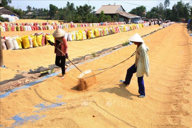Thị xã Cai Lậy (tỉnh Tiền Giang) là địa phương đi đầu trong xây dựng và nhân rộng các mô hình sản xuất áp dụng khoa học - công nghệ cao như sản xuất lúa hữu cơ, lúa VietGAP, GlobalGAP,… Ảnh: Đình Huệ - TTXVN