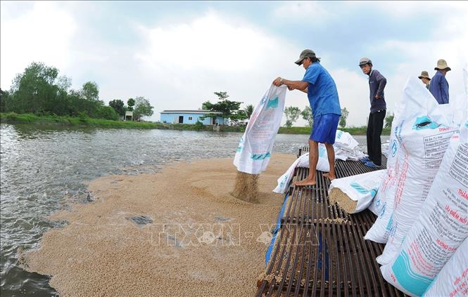 Tỉnh Tiền Giang có khoảng 120 ha diện tích nuôi cá tra, trong đó doanh nghiệp chiếm trên 50%. Cù lao Tân Phong trên sông Tiền thuộc thị xã Cai Lậy là nơi tập trung nhiều hộ thâm canh cá tra nhất tỉnh. Ảnh: Nam Thái - TTXVN