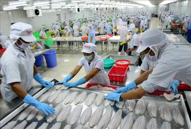 Công ty Cổ phần Gò Đàng (AGD) tại Khu công nghiệp Mỹ Tho (Tiền Giang) là một trong 10 doanh nghiệp xuất khẩu thủy sản hàng đầu của Việt Nam. Ảnh: Huy Hùng – TTXVN