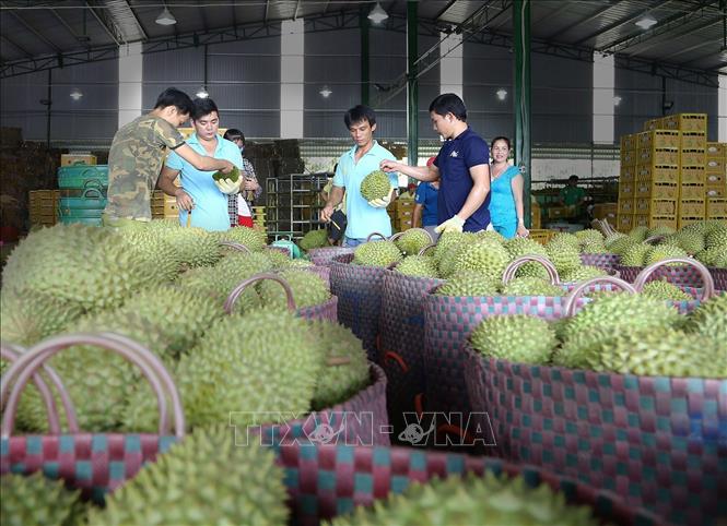 Sầu riêng là loại trái đặc sản ở Tiền Giang, được nhiều người biết đến. Hiện toàn tỉnh có khoảng 13.000 ha sầu riêng, tập trung chủ yếu ở Cái Bè và thị xã Cai Lậy. Ảnh: Nam Thái - TTXVN