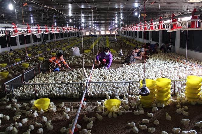 Để nâng cao hiệu quả trong chăn nuôi, ngành nông nghiệp tỉnh Tây Ninh đã xây dựng vùng an toàn toàn dịch bệnh tại hầu hết các khu vực chăn nuôi tập trung. Trong ảnh: Một trang trại nuôi gà ở xã Long Chữ, huyện Bến Cầu được đảm bảo tiêm vaccine phòng dịch. Ảnh: Lê Đức Hoảnh – TTXVN