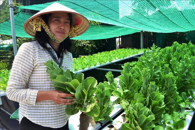 Quy trình nuôi cà cuống, trồng rau thủy sinh theo mô hình Aquaponist của chị Nguyễn Thị Lan mang lại hiệu quả kinh tế cao. Ảnh: Thanh Tân - TTXVN