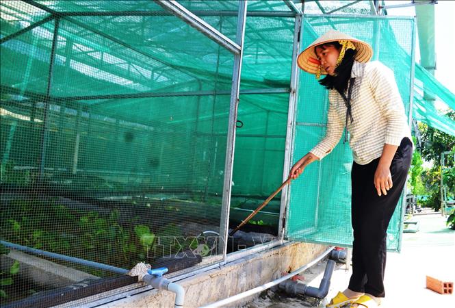 Quy trình nuôi cà cuống theo mô hình Aquaponist của chị Nguyễn Thị Lan mang lại hiệu quả kinh tế cao. Ảnh: Thanh Tân - TTXVN