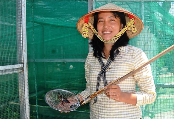 Quy trình nuôi cà cuống theo mô hình Aquaponist của chị Nguyễn Thị Lan mang lại hiệu quả kinh tế cao. Ảnh: Thanh Tân - TTXVN