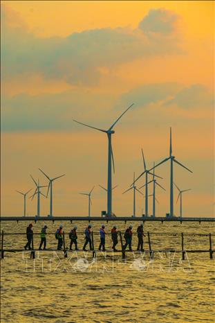 Trong ảnh: Nhà máy Điện gió Bạc Liêu (xã Vĩnh Trạch Đông, thành phố Bạc Liêu, tỉnh Bạc Liêu) có quy mô công suất gần 100 MW, gồm 62 trụ turbine đã hoạt động phát lên lưới điện Quốc gia với tổng sản lượng điện lũy kế đến nay đạt hơn 1 tỷ kWh. Ảnh: Duy Khương – TTXVN