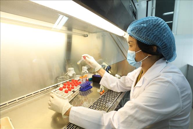 Trong ảnh: PGS.TS Lê Thị Quỳnh Mai làm việc tại Phòng Thí nghiệm của Viện Vệ sinh Dịch tễ Trung ương. Ảnh: Anh Tuấn – TTXVN