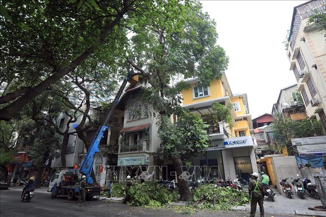 Trong ảnh: Cắt tỉa, hạ độ cao và chặt hạ các cây sâu mục, chết khô để tránh gây nguy hiểm đến tính mạng, tài sản của nhân dân trong mùa mưa bão. Ảnh: Phan Tuấn Anh - TTXVN 