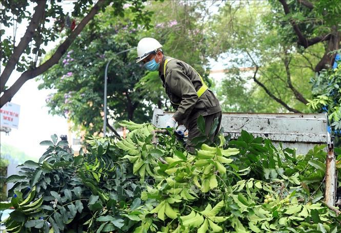 Trong ảnh: Công nhân Công ty TNHH Một thành viên Công viên cây xanh Hà Nội thu gom những cành bị cắt tỉa và vận chuyển đến điểm tập kết. Ảnh: Phan Tuấn Anh - TTXVN 