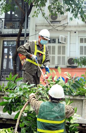 Trong ảnh: Công nhân Công ty TNHH Một thành viên Công viên cây xanh Hà Nội thu gom những cành bị cắt tỉa và vận chuyển đến điểm tập kết. Ảnh: Phan Tuấn Anh - TTXVN 