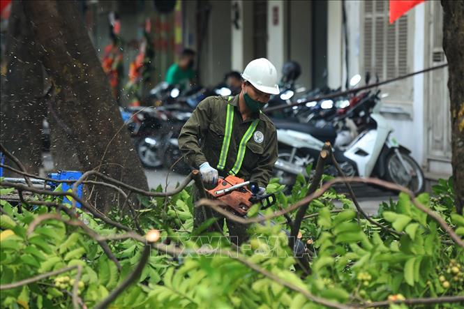 Trong ảnh: Dự kiến hết quý II/2021, Công ty sẽ cắt tỉa trên 20.000 cây xanh khi mùa mưa bão bắt đầu. Ảnh: Phan Tuấn Anh - TTXVN 
