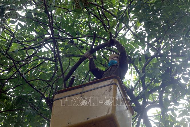 Trong ảnh: Các cành cây nặng tán, cây nghiêng nguy hiểm, mọc lệch tán sẽ được cắt bỏ. Ảnh: Phan Tuấn Anh - TTXVN 